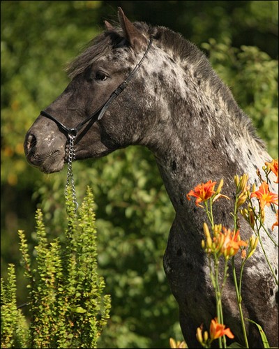 Dartmoor x Poney des Amériques 223652b917e58c