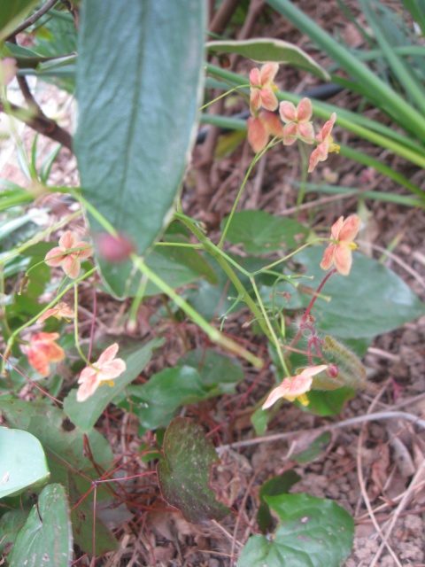 Epimedium - Page 6 224473IMG2732