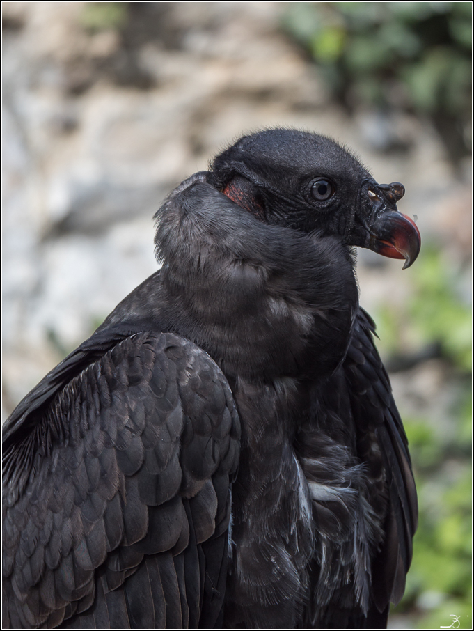 Donjon des aigles: apres le spectacle 225146LR6P4210101DNG