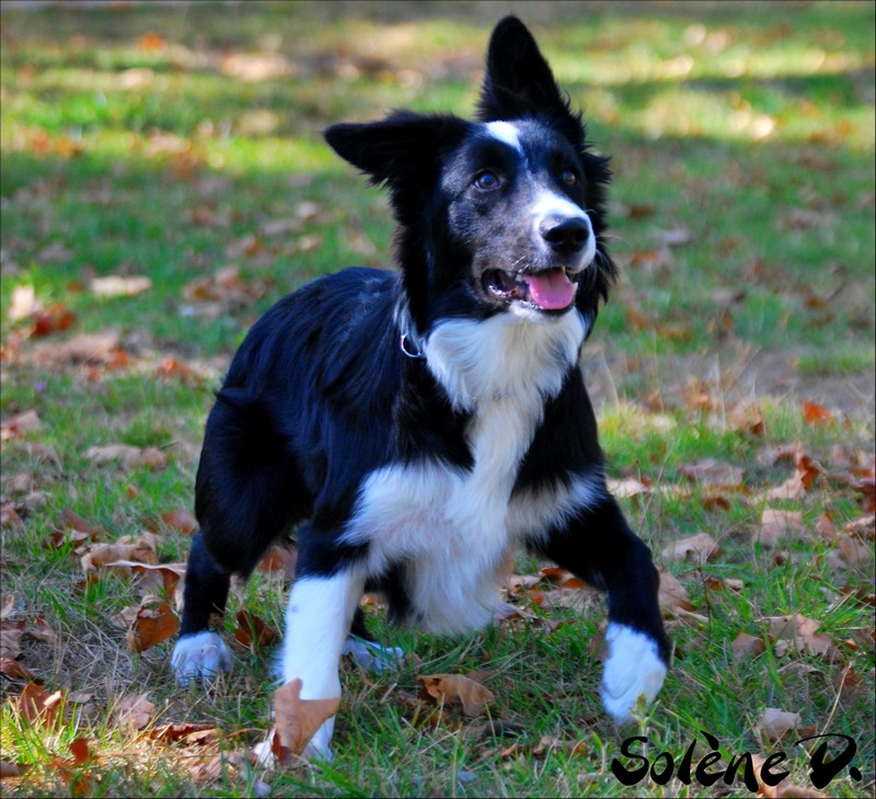 Eiko (Spitz moyen) & Swan (Border Collie) ! 225218DSC0240