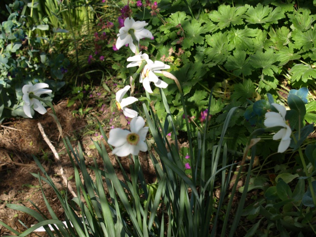 Narcisses et jonquilles  225648actaea