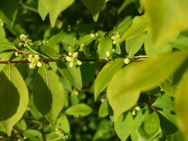 euonymus alatus compactus 227786P4303611