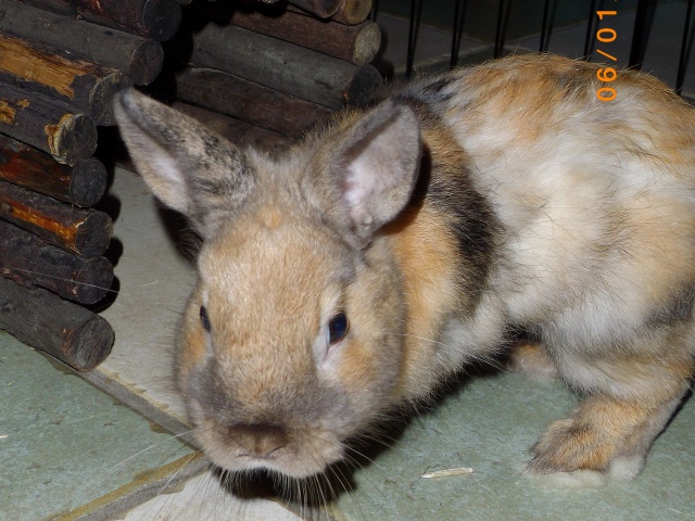 (Réservé) Romeo, lapin de 6 mois, Refuge FREE 227982IMGP0111