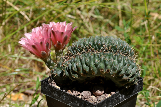 GYMNOCALYCIUM !!! - Page 5 228616baldianumcrest120717002