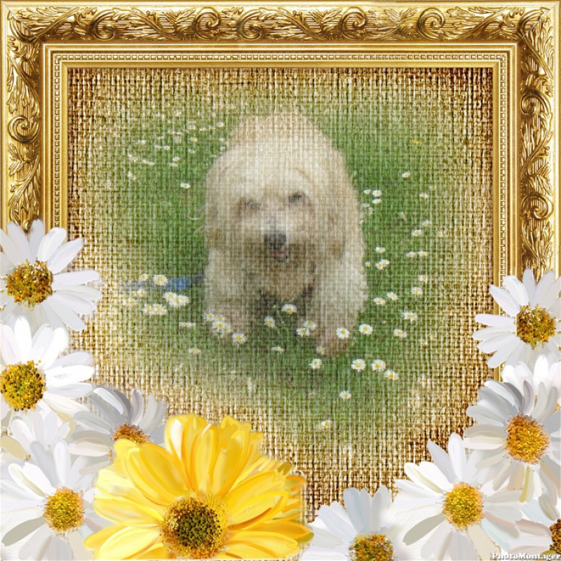 MILAINE F BICHON  12 ANS SPA GIEN (45) ADOPTEE PAR DAYSIE  - Page 4 2288741VJVDEFIA