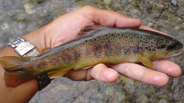 peche - pêche d'été en torrent 229480DSC00120