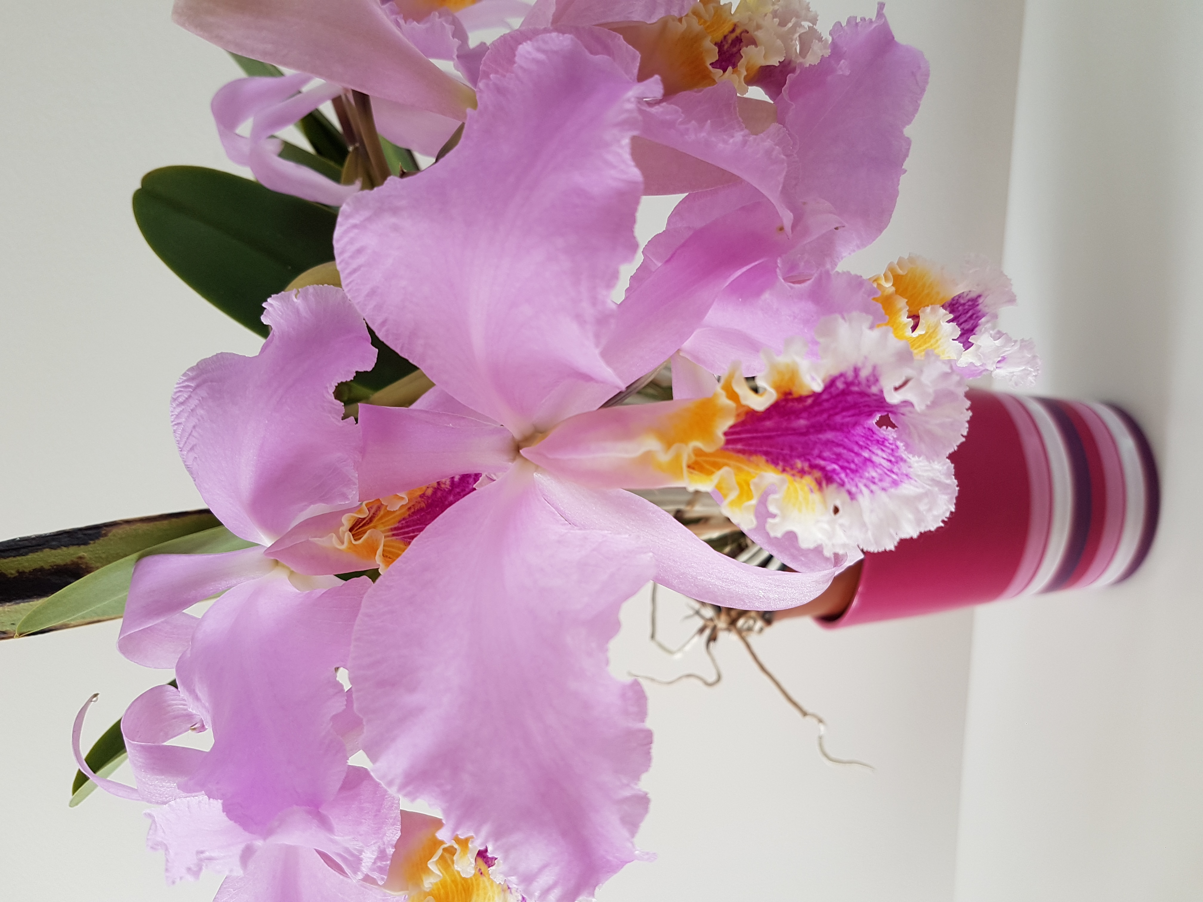 Cattleya mossiae 22962420170603151207