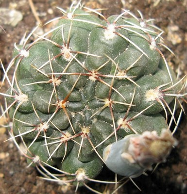 Gymnocalycium baldianum  229845cki2