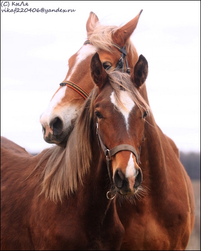 Ecume. Haflinger ( é ) 233549Ecume1