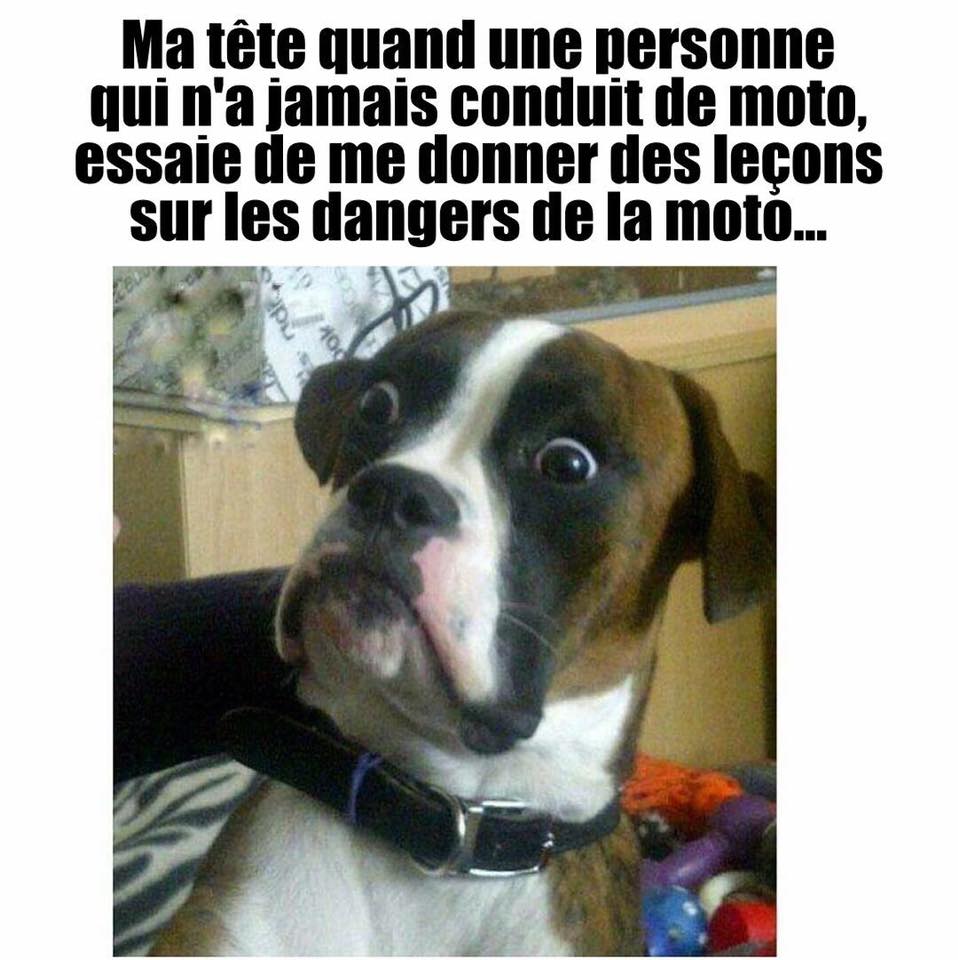 HUMOUR - Drôles de bêtes... - Page 3 2340421360016418832759552333554710040149398292774n