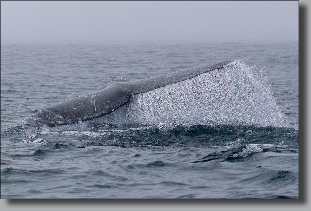 BAJA CALIFORNIA, j'ai caressé des baleines ... - Page 6 234866201703010048