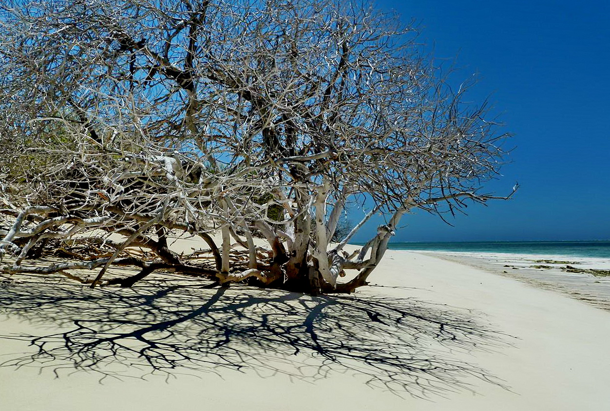 [Campagne] Iles éparses du canal du Mozambique - Page 13 235443P1060557