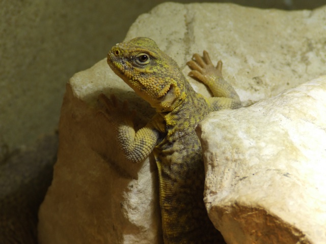 Uromastyx geyri 235662DSCF8889