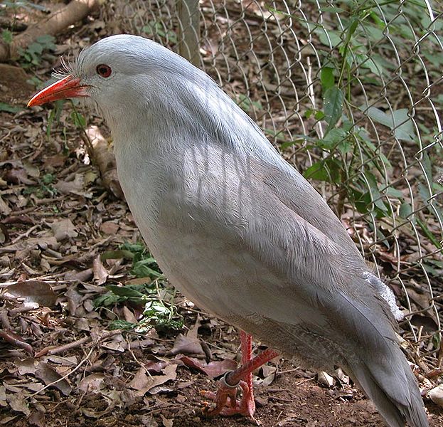 Animaux - Espèces menacées -La panthère nébuleuse +Le Kagou huppé+ autres 235848623pxRhynochetosjubatus