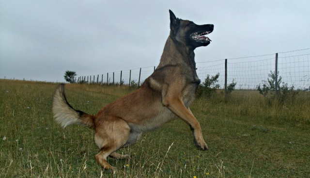 Un trio de malinois !  - Page 13 2365881069868299496000195567140318397n