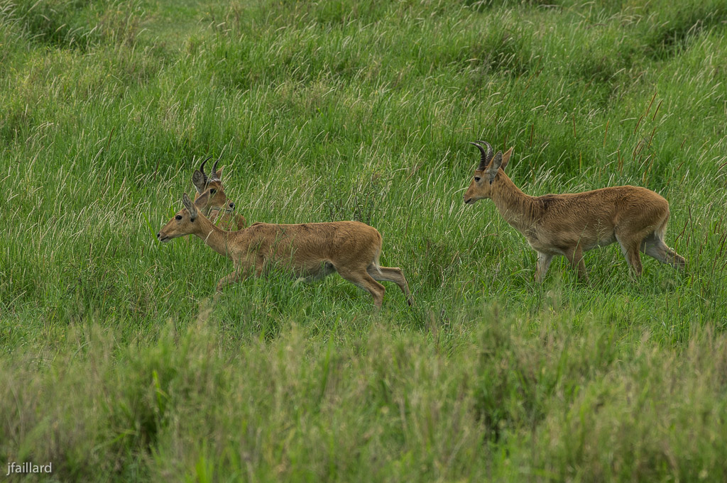 Serengeti fin 23703218012014sanstitretest1Pentax55103