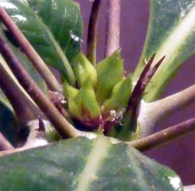 Floraison P.saundersii 238239Apexsaundersii081115