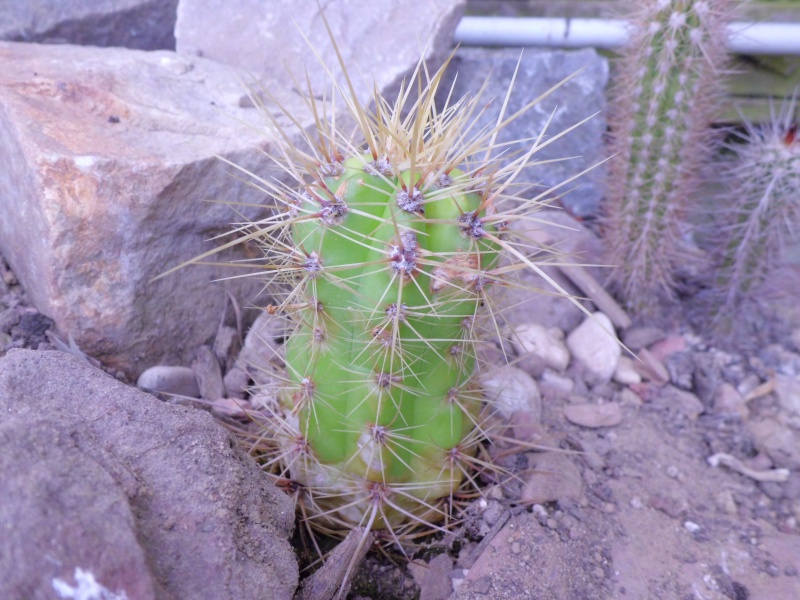 cactus de pô 238899CIMG4212