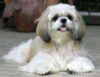 Des marques de A à Z : B 239655ShihTzu3jpgpagespeedcevPmikh8fG7