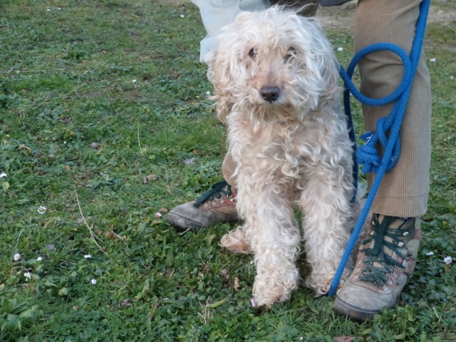 MARIUS - x caniche/bichon 13 ans - Spa e Poitiers (86) 239747105fMarius6