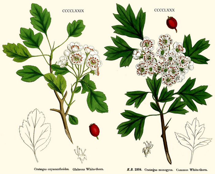 Planches Annotées des Plantes Utiles aux chevaux. - Page 17 239834cratIIII