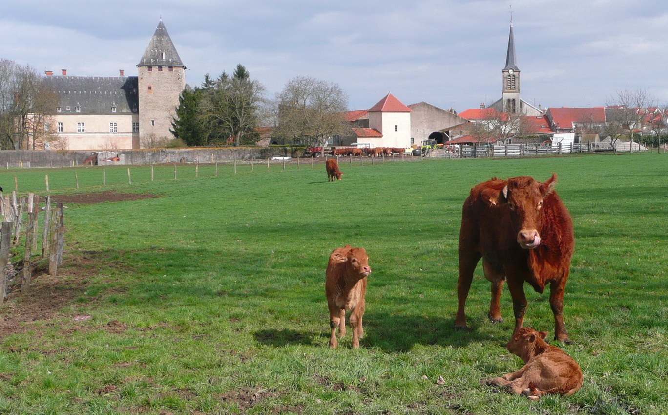 [Ouvert] Animaux divers. 240382FdNcy34