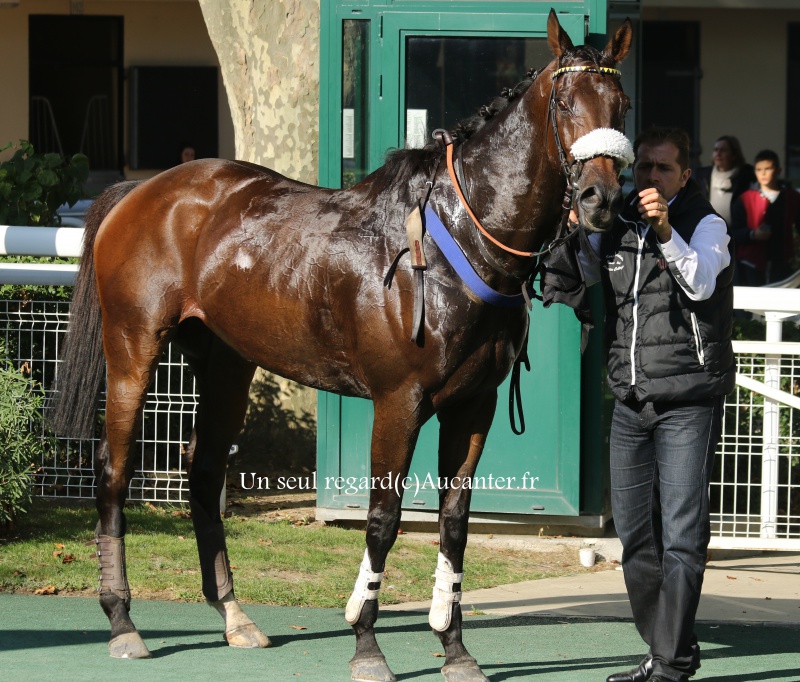 Photos Auteuil 9-10-2016 2418245J6A7821