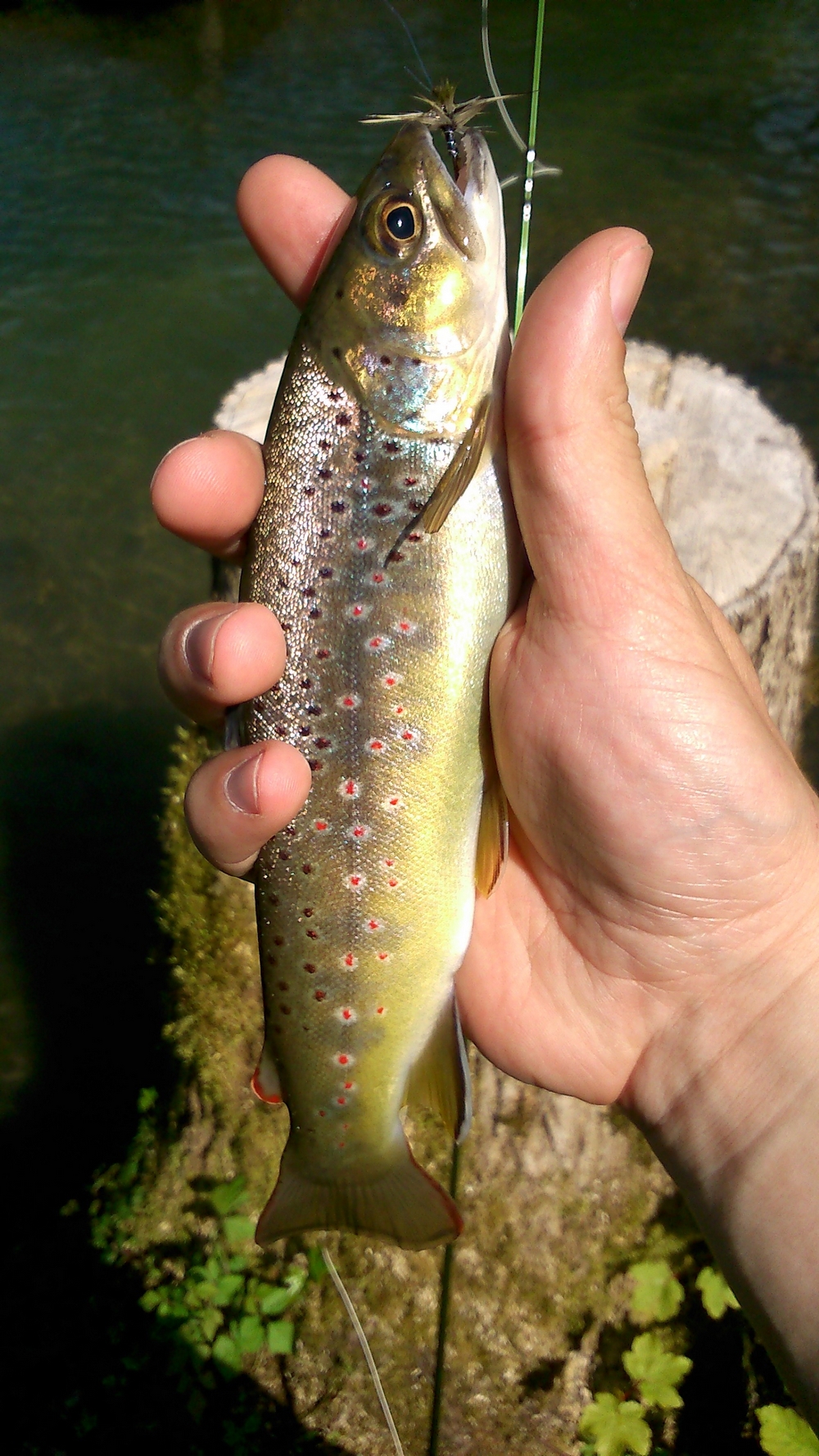 Pêche de la truite à la mouche à la mouche !  242901DSC4854r