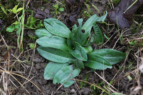 Alsace: rosettes de decembre 2012 243092fdhgyh