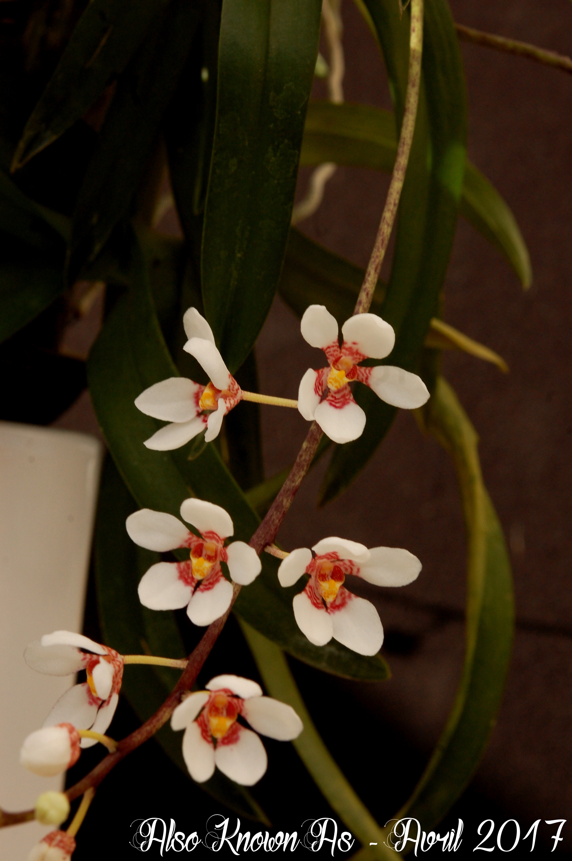 Sarcochilus Fitzhart (fitzgeraldii x hartmannii) 243664sarco2