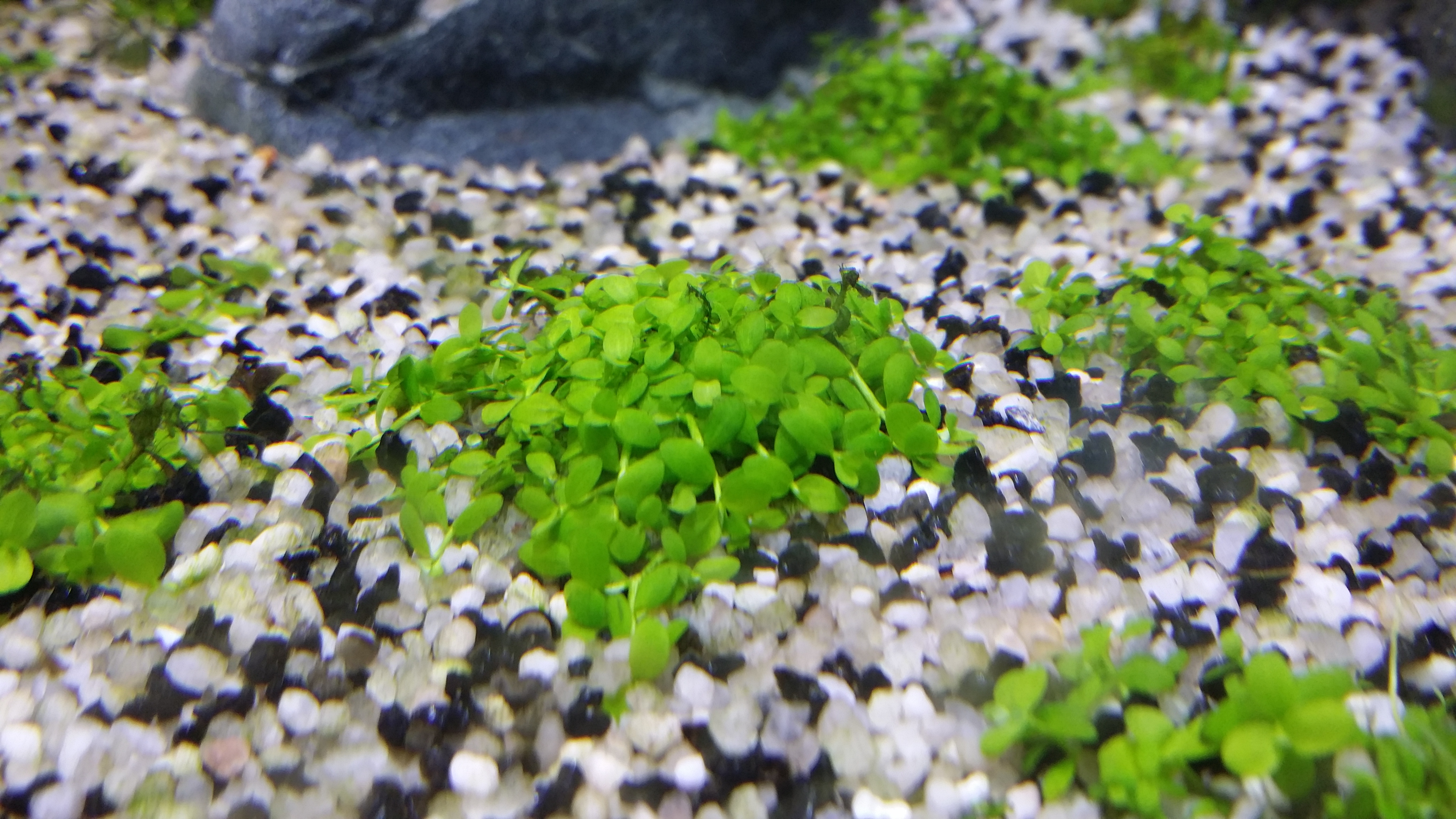 CO2 artisanal - Aquarium artisanal 400 litres 24383420150927210245