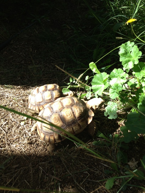 Bientot c'est la fin des journées au soleil.... 243936IMG6467