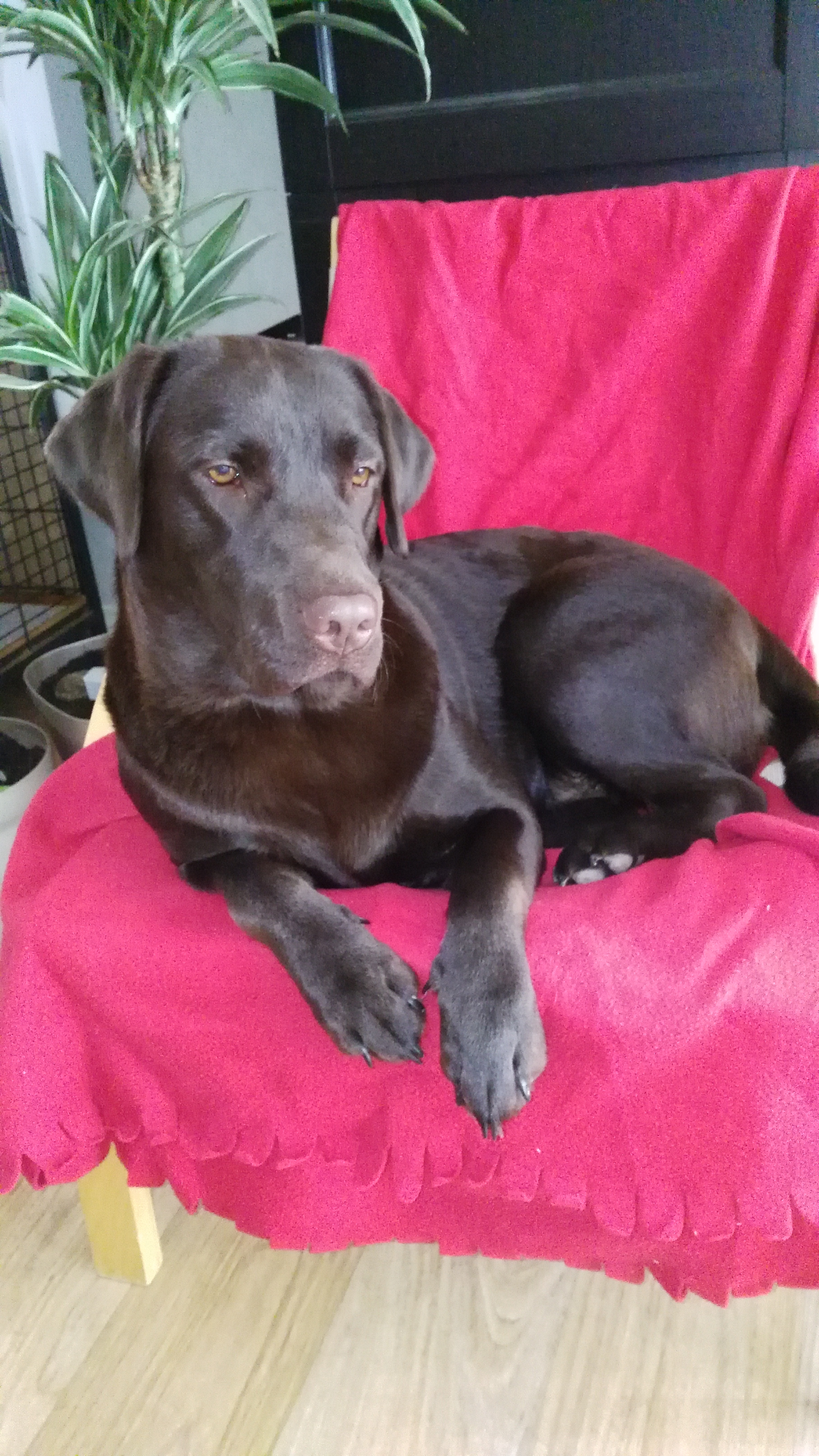 Jade (Labrador chocolat) 246204IMG20150918170922