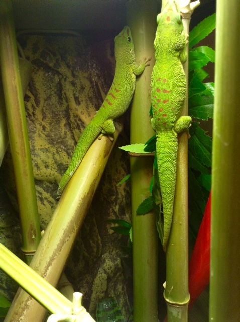 Phelsuma grandis avis sexage, terra et autres 246730image4