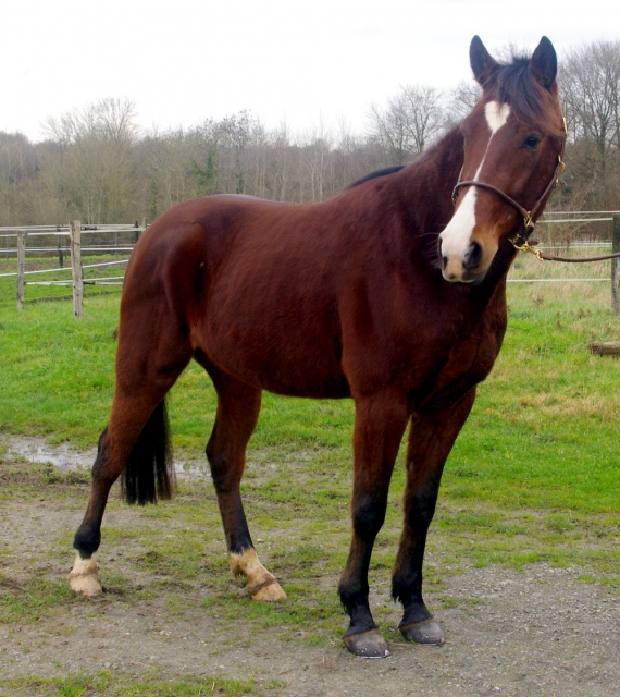 [PLACE ANAIS] CLOWN  Le gentil ...très gentil cheval de famille ! 248749clown8