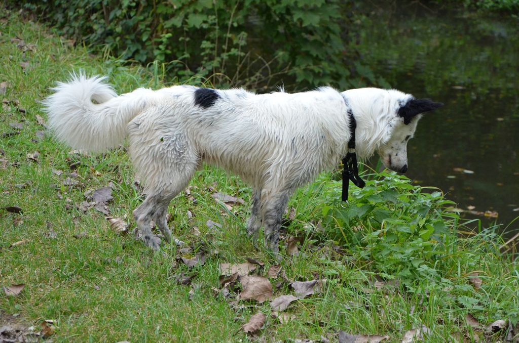 Bandit le cabri et Ivy la chipie (BC) 250642DSC2146