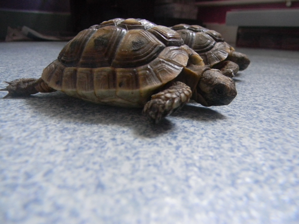 Ma tortue ne bouge plus et n'ouvre plus ses yeux  250687352