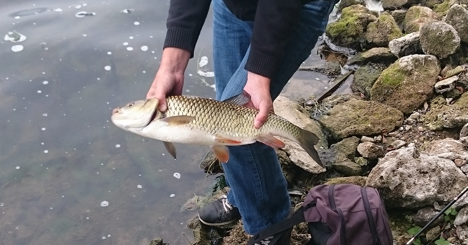 L'aspe en été ? 251730chub52