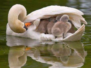 TENDRESSE !!! 252403cygne