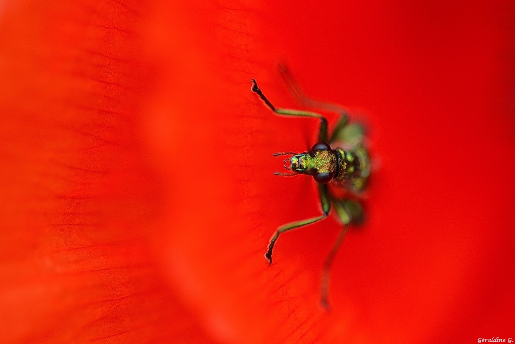 insecte sur coquelicot 252634DSC02261CopierGF