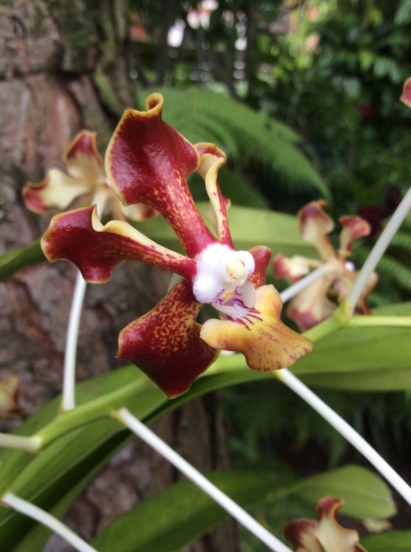 Vanda merrillii 252915IMG2868