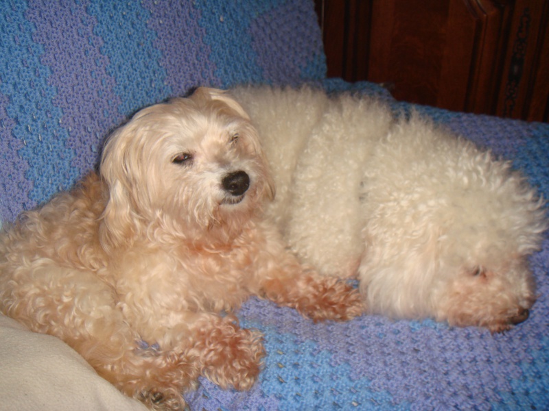 MILAINE F BICHON  12 ANS SPA GIEN (45) ADOPTEE PAR DAYSIE  - Page 2 252972DSC07454