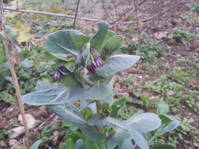 cerinthe major - Page 2 25350420160130163801