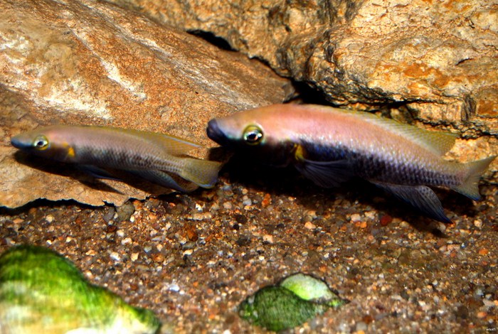 NEOLAMPROLOGUS NIGRIVENTRIS 254405coupleneonigriventris