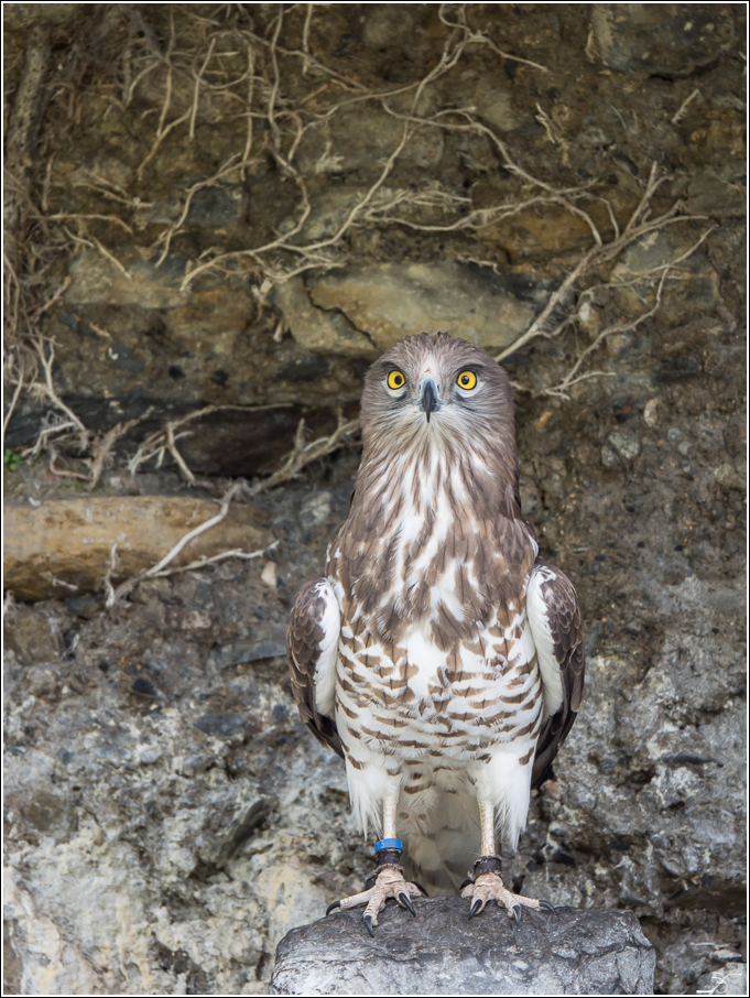 Donjon des aigles: apres le spectacle 254915LR6P4210117DNG