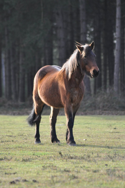 Alone. New Forest ( é ) 256441201