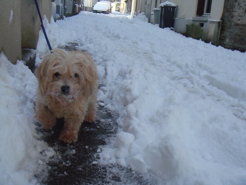 MILAINE F BICHON  12 ANS SPA GIEN (45) ADOPTEE PAR DAYSIE  - Page 2 256664DSC07334