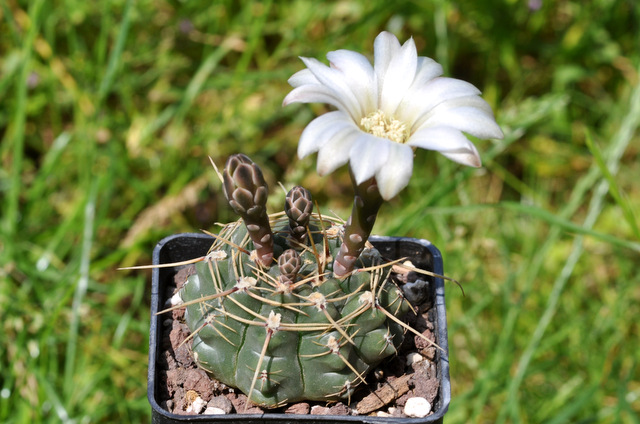 GYMNOCALYCIUM !!! - Page 5 257711schroederianiumvpaucispinum120620001