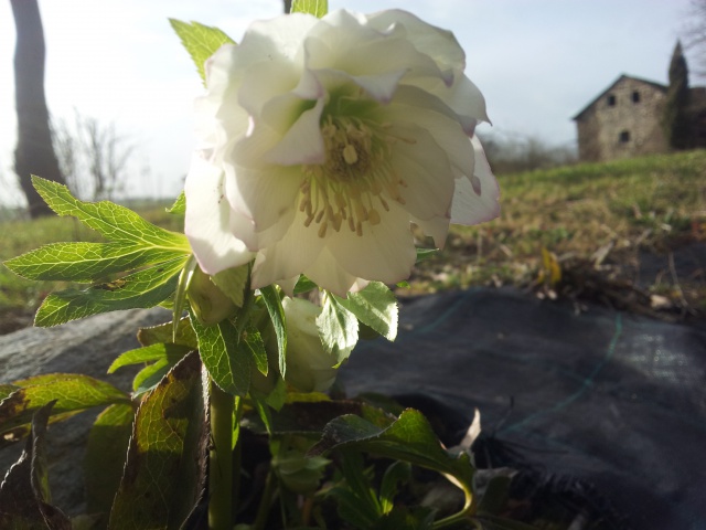 Helleborus niger ou Rose de noel ou Hellebore - Page 26 25789020160213162004