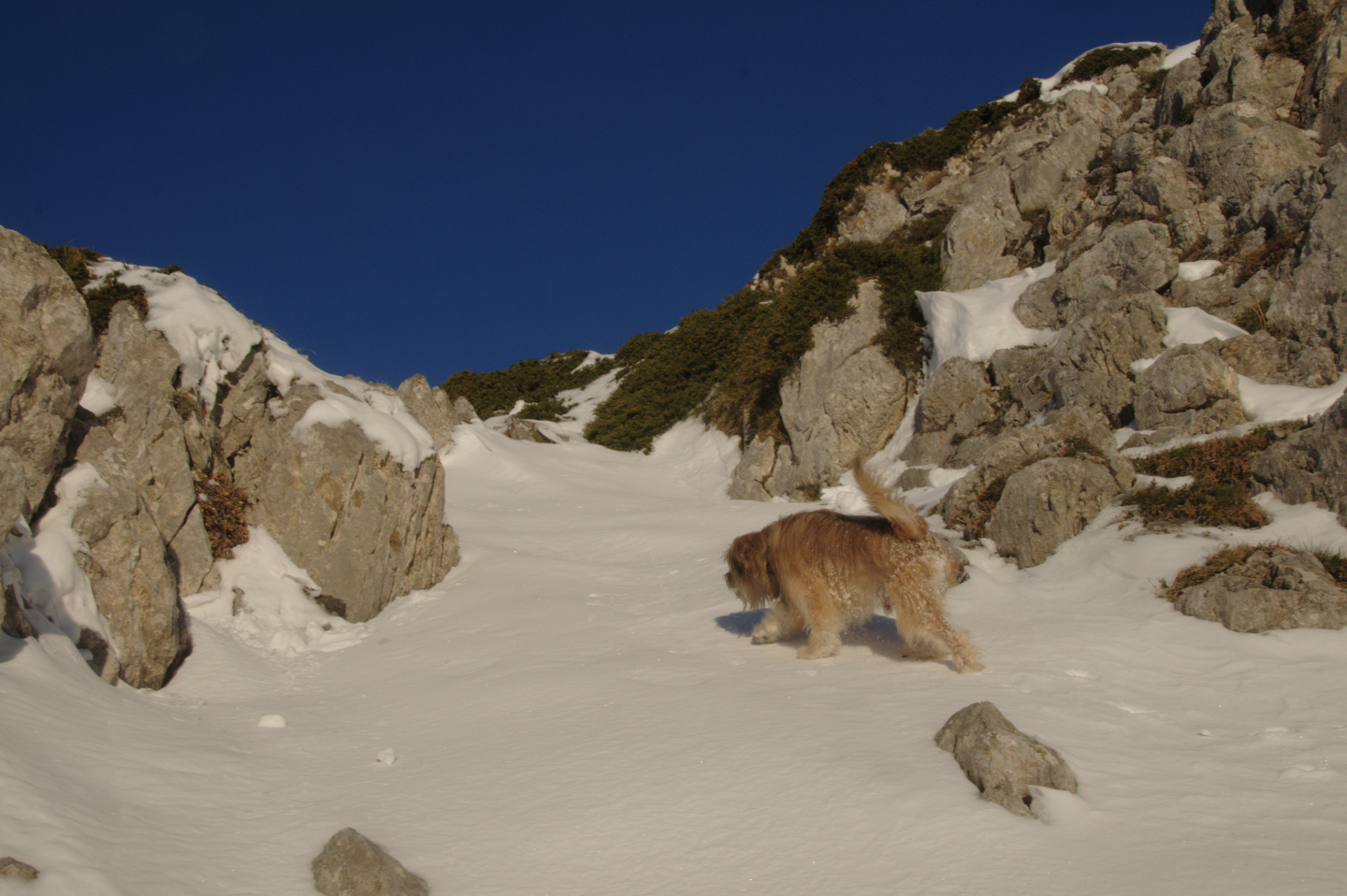 Une vie pyrénéenne de labrit des pyrénées - Page 17 257929and0813